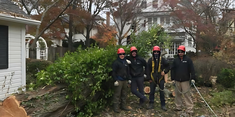 Emergency Tree Services in Clarksville, Tennessee