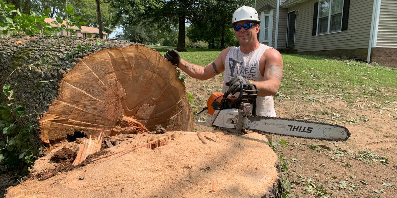Tree Removal in Clarksville, Tennessee