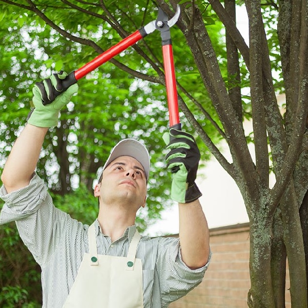 Thompson's Tree Service, LLC