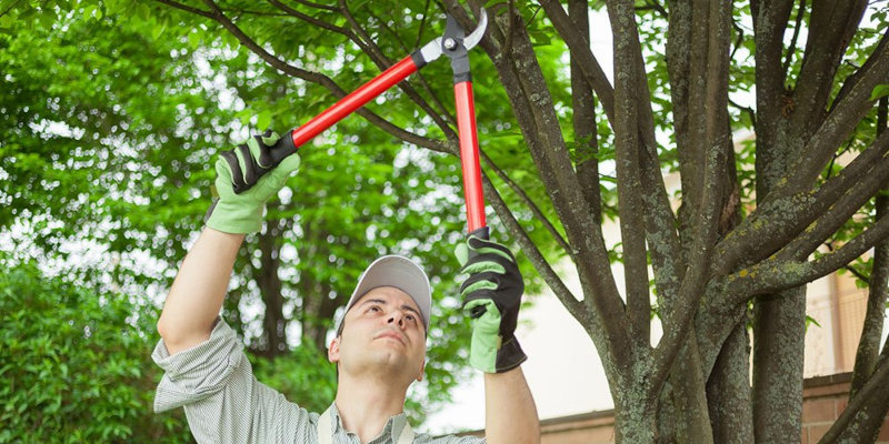 Tree Care in Clarksville, Tennessee