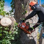 Dangerous Tree Limb Removal