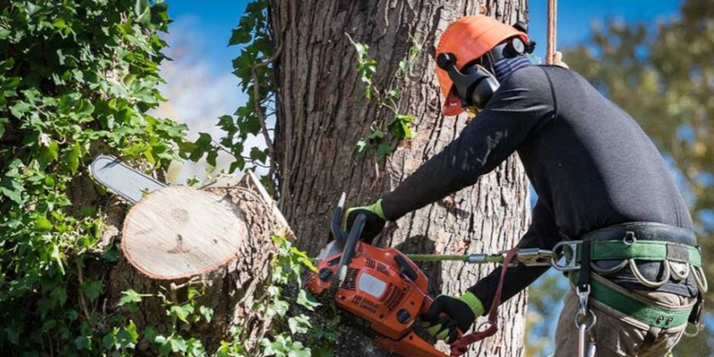 24/7 Emergency Tree Services in Clarksville, Tennessee