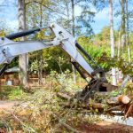 Tree Clearing