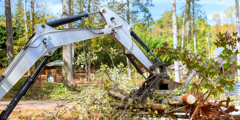 Tree Clearing in Clarksville, Tennessee