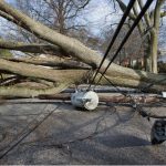 Emergency Tree Removal