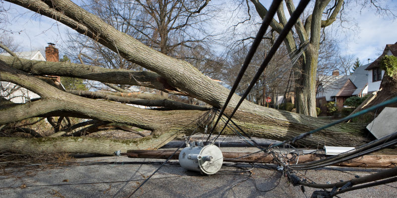 Emergency Tree Removal in Clarksville, Tennessee