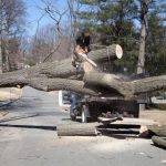 Hazardous Tree Removal