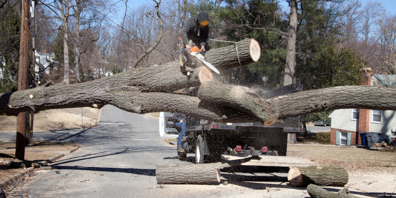 Hazardous Tree Removal in Clarksville, Tennessee