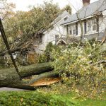 Storm Damaged Tree Removal