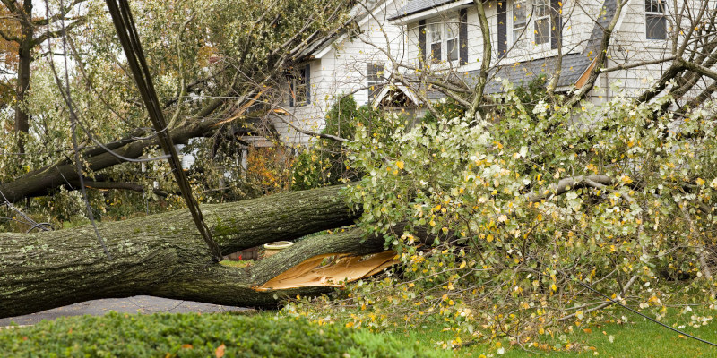 Storm Damaged Tree Removal in Clarksville, Tennessee
