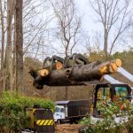 Fallen Tree Removal