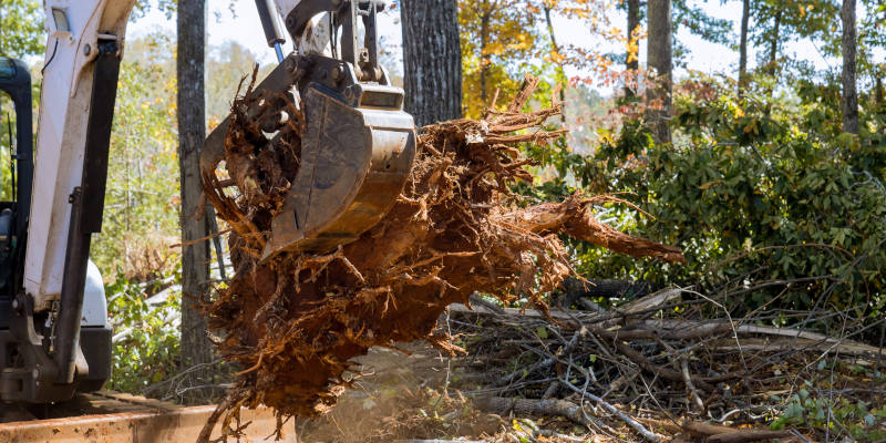 Tree Root Removal in Clarksville, Tennessee