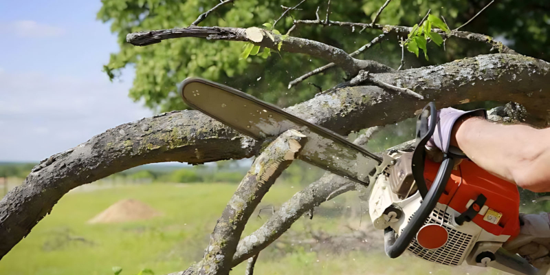 Tree Branch Removal in Clarksville, Tennessee