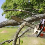 Tree Branch Removal