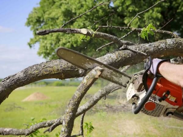 New-Project-9-opt Person using a chainsaw to cut a thick tree branch outdoors on a sunny day